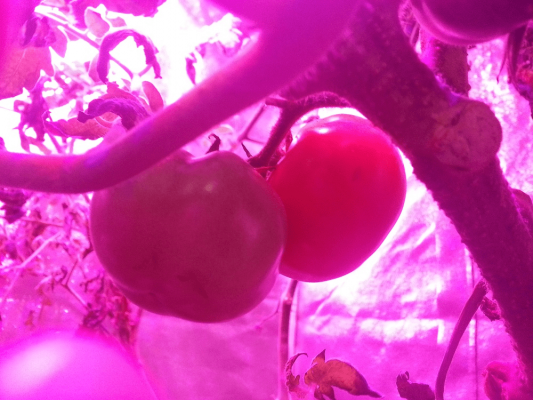 bitki yetistirme kabini domates1