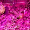 SOL 1800W LED BİTKİ YETİŞTİRME LAMBASI - Görsel 8