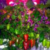 SOL 1800W LED BİTKİ YETİŞTİRME LAMBASI - Görsel 5