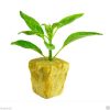 Grodan Rockwool - Kayayünü Plastik Viyol 25x25x40mm - 150 Gözlü - Görsel 2