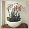 Elho - PURE SOFT OVAL 50cm - FUŞYA Saksı - Görsel 5