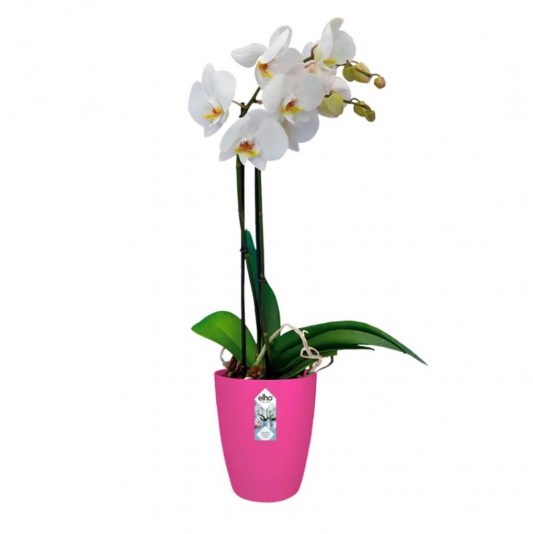 elho orkide saksisi pembe renk