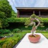 buyuk bonsai saksisi buyuk beton