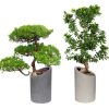 Büyük Beton Salon Saksısı - 100Litre - 50x70cm - Görsel 2