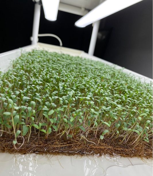 Cocopeat - 50x25x1cm - Cocomat - Görsel 3