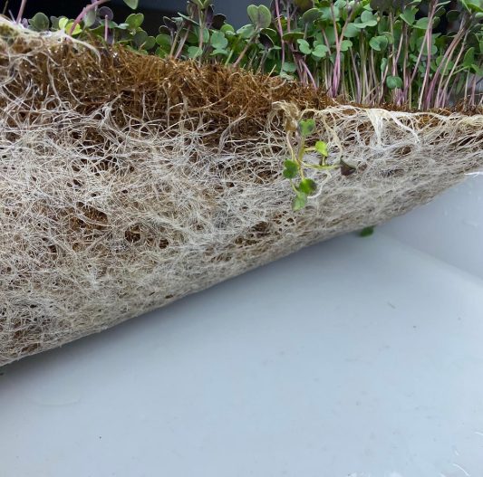 Cocopeat - 50x25x1cm - Cocomat - Görsel 2