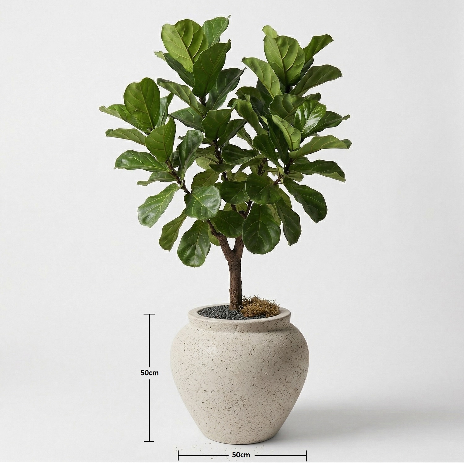 Dekoratif Hafif Beton Saksı 50x50cm 1 beton-kup-saksi-krem-olculu-50x50cm